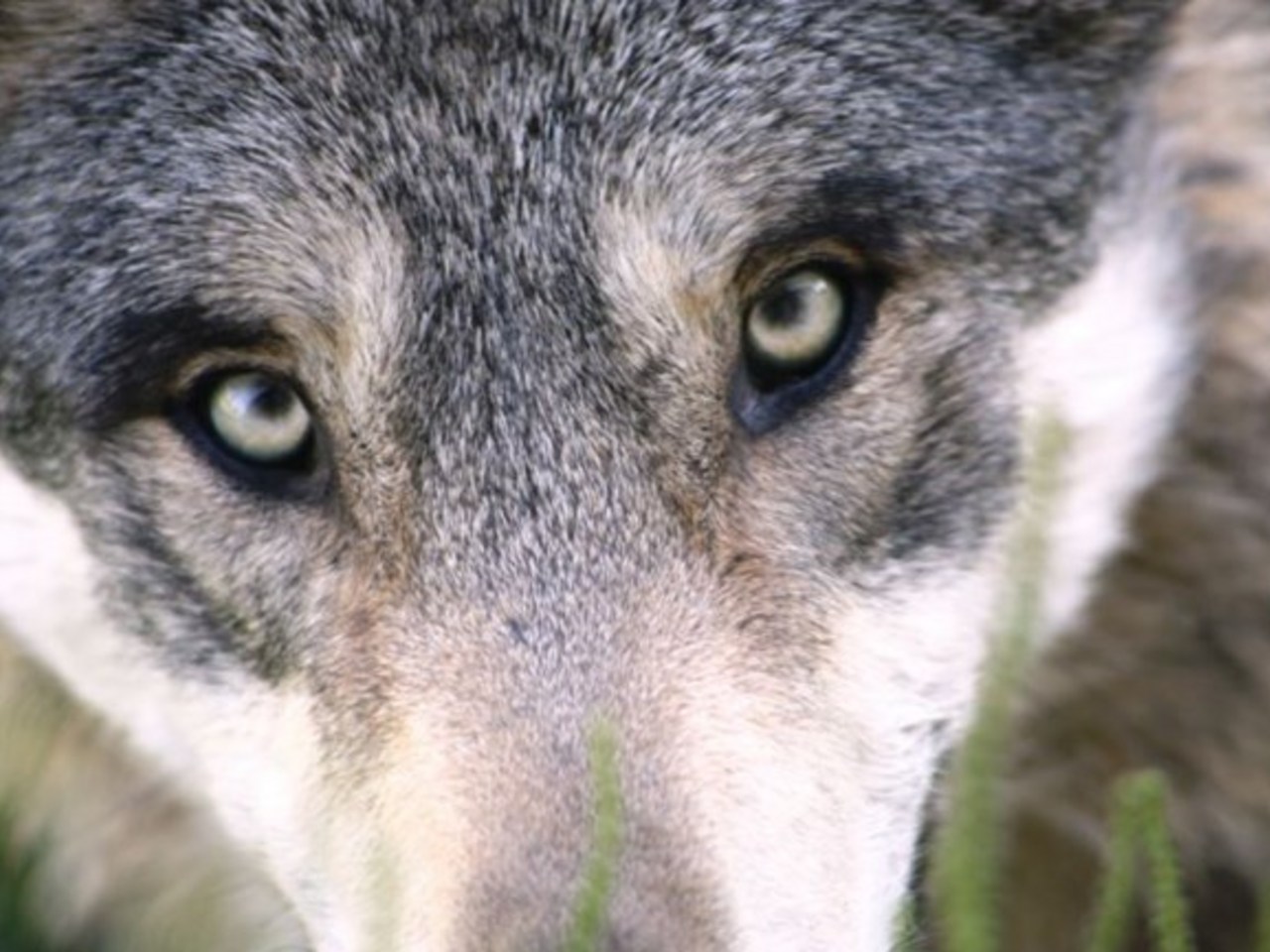 Omroep Gelderland in teken van de wolf